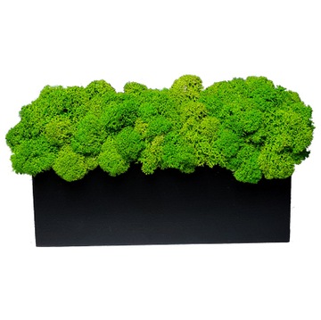 Chrobotek mech dekoracyjny w doniczce 20cm prezent