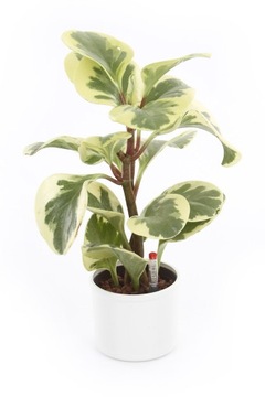 гидропонный набор со вставкой HYDROPONIKA 9/7 см.