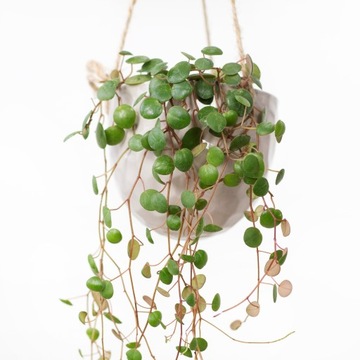 Peperomia prostrata 'Pepperspot'