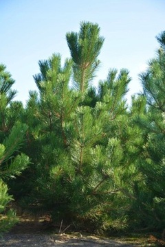 SOSNA CZARNA Pinus Nigra Sosna KOLUMNOWA SADZONKA