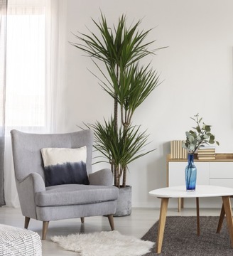 DRACAENA MARGINATA dracena obrzeżona 4 pnie 160cm