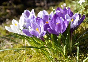 Луковицы ONION COVER BASKET 10 х 23 см 10 шт.