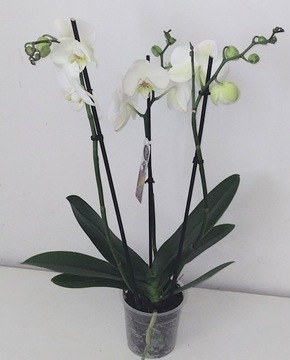 3-стебельная орхидея