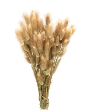 DMUSZEK JAJOWATY SUSZONY LAGURUS BEŻOWY KRÓLICZE OGONKI PUSZYSTE BUNNY TAIL