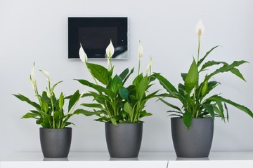 КРЫШКА ДЛЯ ЦВЕТОЧНОГО ВАЗОНА С ПОДСТАВКОЙ ЦВЕТОЧНЫЙ ГОРШОК ЦВЕТА 16см