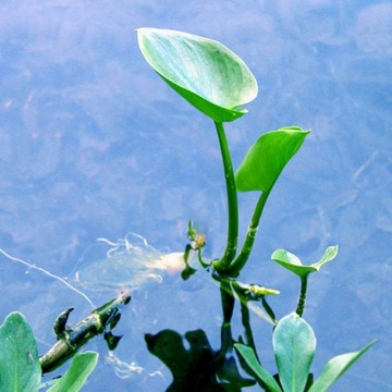 Ежевика прибрежно-болотное водное растение calla palustris 1 шт.