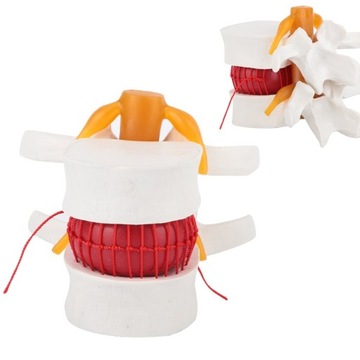 MODEL ANATOMICZNY ODCINEK LĘD ŹWIOWY KRĘGI KRĘGOSŁUPA MODEL 3D