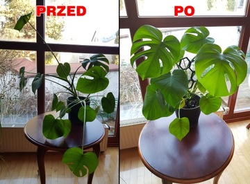 Podpórka do kwiatów - MODUŁOWA - JEDEN ELEMENT