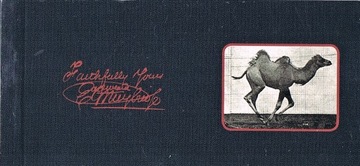 Kineograf Muybridge flipbook - Wielbłąd