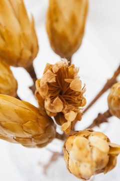 ПРОТЕЯ сушеный серебряный цветок Прометей для вазы