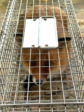 БОЛЬШОЙ ЖИРАФ КАПКАН КУНИЦЫ КРЫСЫ ЛАСКИ НОРКИ ХОРЬКИ ГРАЦИОЗНЫЙ