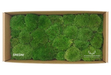 Шведский подушкообразный мох 130г НЕТТО