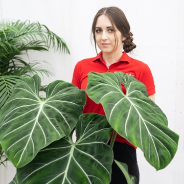 Philodendron Gloriosym SATYNOWE LIŚCIE Wyjątkowy Filodendron Kolekcjonerski