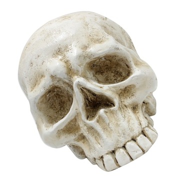 HALLOWEENOWY REALISTYCZNY SZKIELET CZASZKA fałszywa czaszka