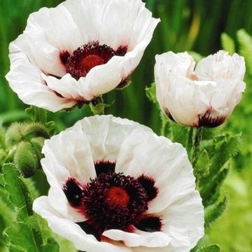 Papaver Mak wschodni Perry's White biały 1szt/XXL