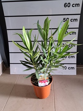 Oleander Nerium krzew długo kwitnie piękny kolor mało wymagający