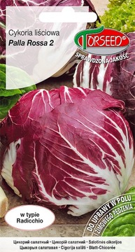 Cykoria sałatowa Palla Rossa czerwona nasiona 2g
