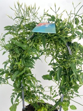 Зимний жасмин (Jasminum Polyantum) – ароматный климат в вашем доме!
