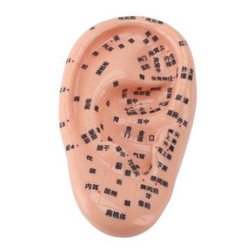 17 cm punkty akupunktury Model masażu ucha Model masażu ucha do NV
