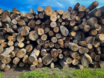 Beech Trunk 50 см x 21см Piemacek Peniek для разбивки деревянных насосов Big