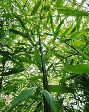 BAMBUS PHYLLOSTACHYS BISSETII 5 L 100-125 CM