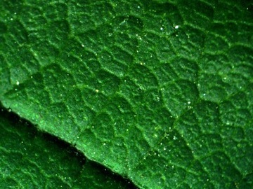 Стереоскопический микроскоп Delta Optical StereoLight