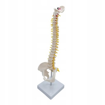 Model kręgosłupa Kręgosłup anatomiczny dla