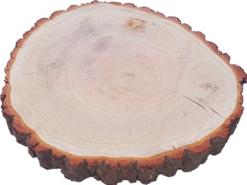 срезы дерева, срез дуба, продажа срезов, 20-25 см.