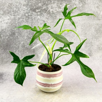 Philodendron pedatum Glad Hands doniczka Ø12cm unikatowy kształt liścia