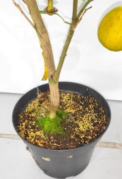 ЦИТРУСОВАЯ почва + Osmocote 3л лимонное удобрение