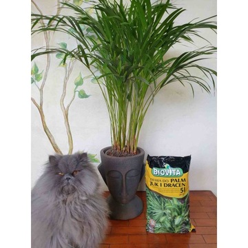 2x ПОЧВА ДЛЯ ЗЕЛЕНЫХ ПАЛЬМ JUK DRACEN 10л