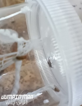 паук-скакун Phidippus otiossus Cuba L3/L4 + сетка или тепловой пакет БЕСПЛАТНО
