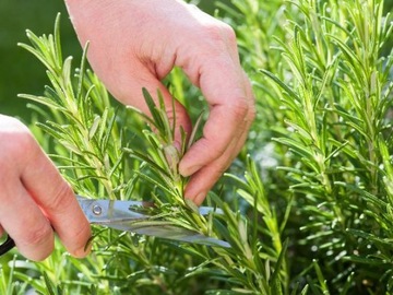 COMPO BIO 100% НАТУРАЛЬНЫЕ ЗЕМЛЯНЫЕ ТРАВЫ МЯТА БАЗИЛИК ОРЕГАНО КОРАНДР ЛЕМИС