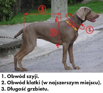 Шлейка ZeroDC FASTER ROYAL для собачьих упряжек L