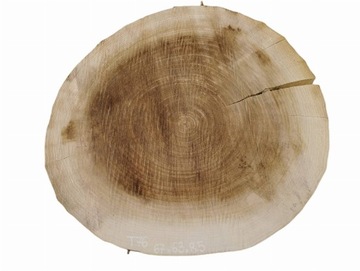 Plaster Topoli 67x63cm Drewno Topola Tarcica
