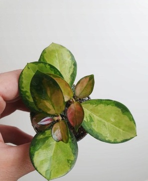 Hoya australis Lisa Mała sadzonka KOLEKCJONERSKA