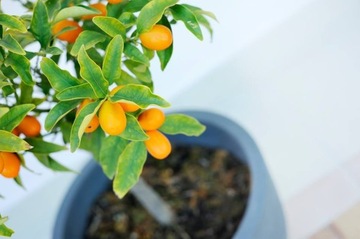 COMPO SANA Профессиональный субстрат для цитрусовых 10 л грунт