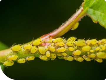 МОСПИЛАН 20 СП 20г РАСПЫЛИТЕЛЬ-ИНСЕКТИЦИД ПРОТИВ ТЛИ, ТЛИ.