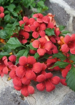 MILIN AMERICAN 'FLAMENCO' цветы, похожие на фрезии.