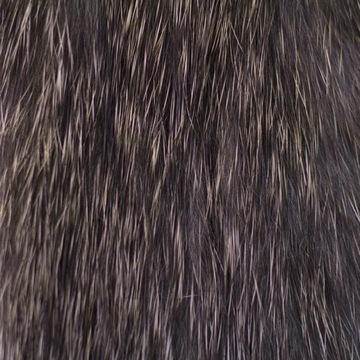 ZONKERY FD1203T LEMON YELLOW TIGER