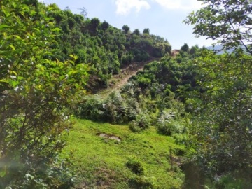 Чай Красный ПУЭР растворимый кристаллический, 3г