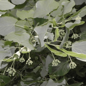 Lipa srebrzysta Tilia Tomentosa