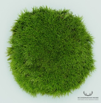 Подушка Мосс Светло-Зеленый, коробка 200г НЕТТО