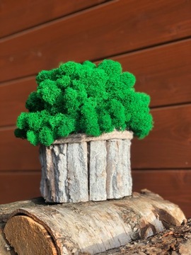 МОСС ХРОБОТЕК КРЕМОВЫЙ УКРАШЕНИЕ МОДНЫЕ УКРАШЕНИЯ ДЛЯ ДОМА