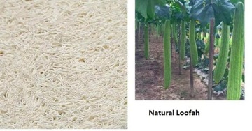 GĄBKA EKO DO MYCIA ZEROWASTE NATURALNA PEELING !