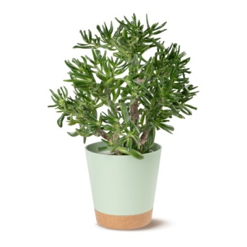 САМОПОЛИВАЮЩИЕСЯ ГОРШКИ ДЛЯ ЦВЕТОВ И ПЛАСТИКОВЫХ РАСТЕНИЙ НАБОР 5 шт.