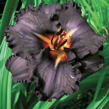 LILIOWIEC CZARNY BLACK STOCK 1szt. sadzonka XXL