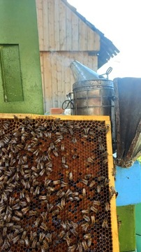 Пчеломатки Краинка Каролинка, пчелиная мать