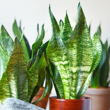 Sansewieria 'ROBUST' Sansevieria rozmiar S