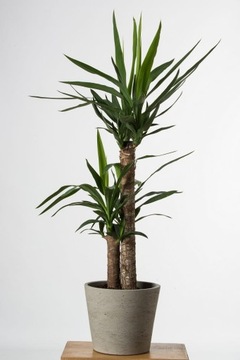 Juka Yucca gwatemalska palma P14